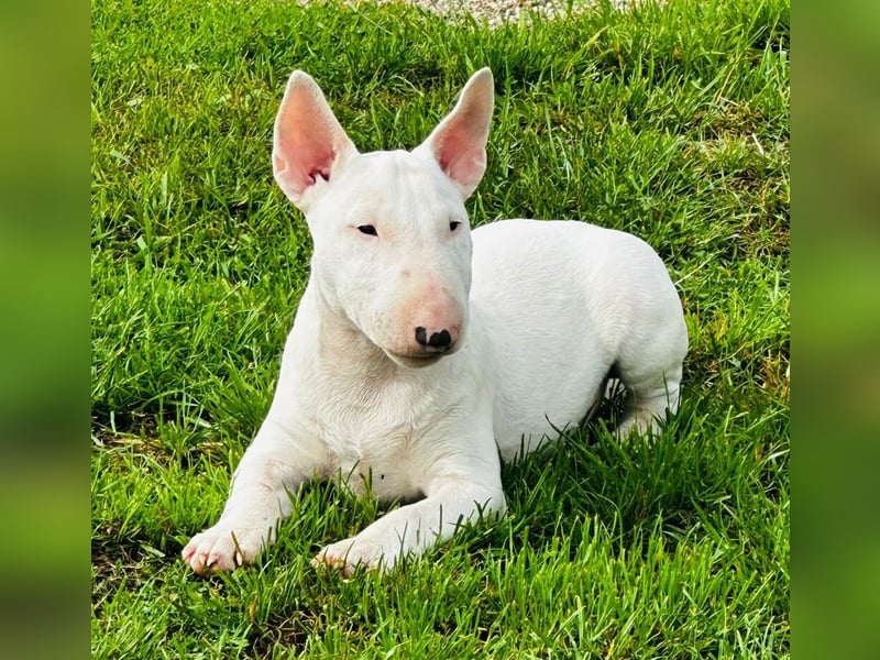 Miniatur Bullterrier FCI Gemma Gemmarum