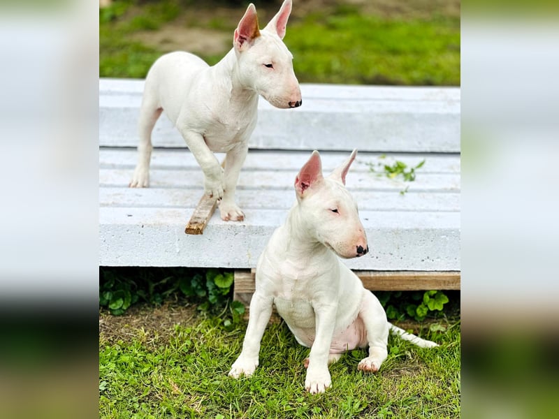 Miniatur Bullterrier FCI Gemma Gemmarum