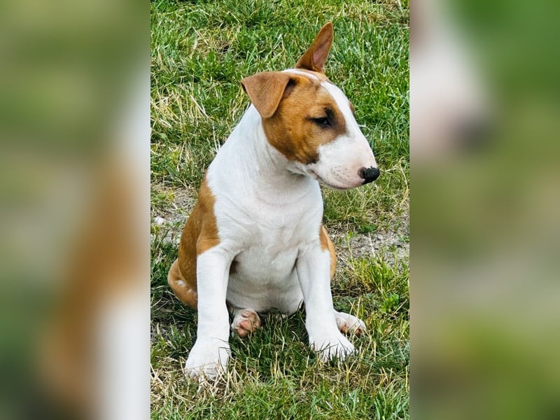 Miniatur Bullterrier FCI Gemma Gemmarum