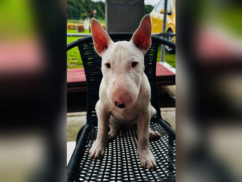 Miniatur Bullterrier FCI Gemma Gemmarum