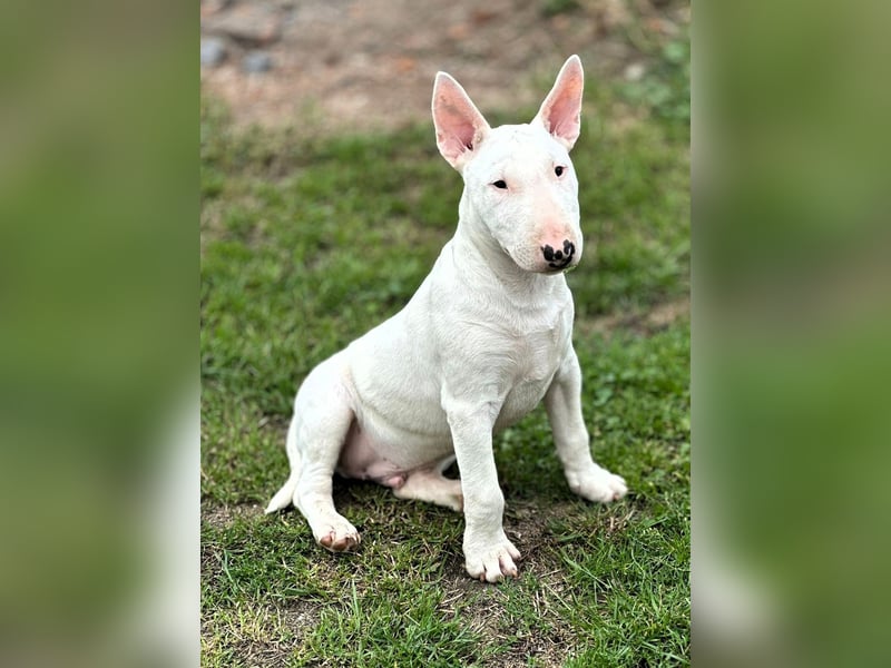 Miniatur Bullterrier FCI Gemma Gemmarum