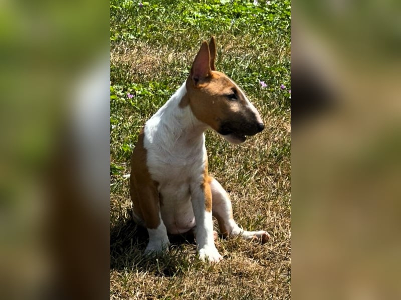 Miniatur Bullterrier FCI Gemma Gemmarum