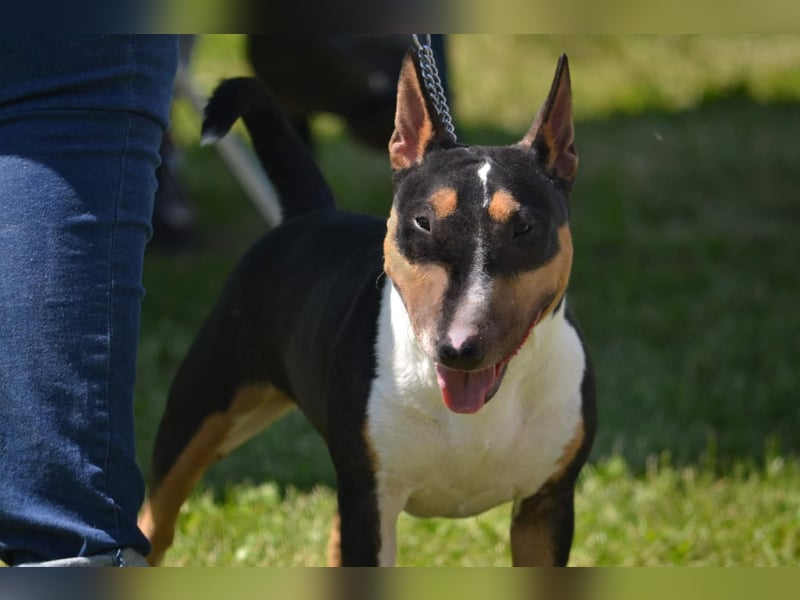 Miniatur Bullterrier FCI Gemma Gemmarum