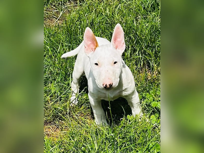 Miniatur Bullterrier FCI Gemma Gemmarum