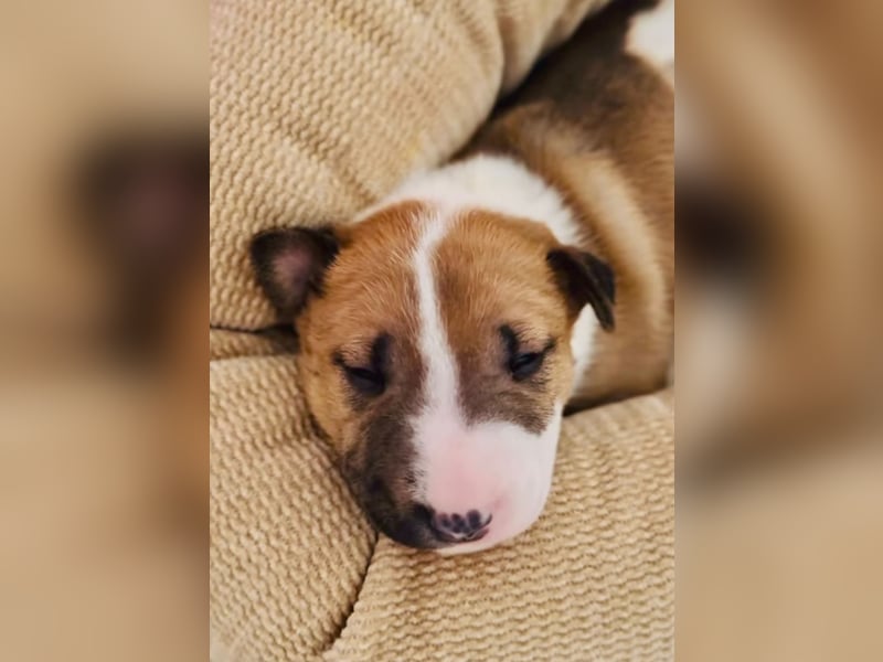 Miniatur Bullterrier FCI Gemma Gemmarum