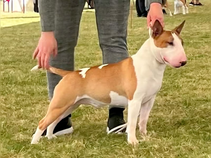 Miniatur Bullterrier FCI Gemma Gemmarum