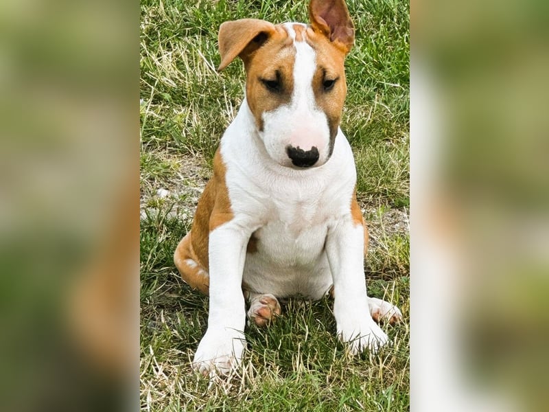 Miniatur Bullterrier FCI Gemma Gemmarum
