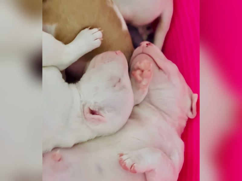 Miniatur Bullterrier FCI Gemma Gemmarum