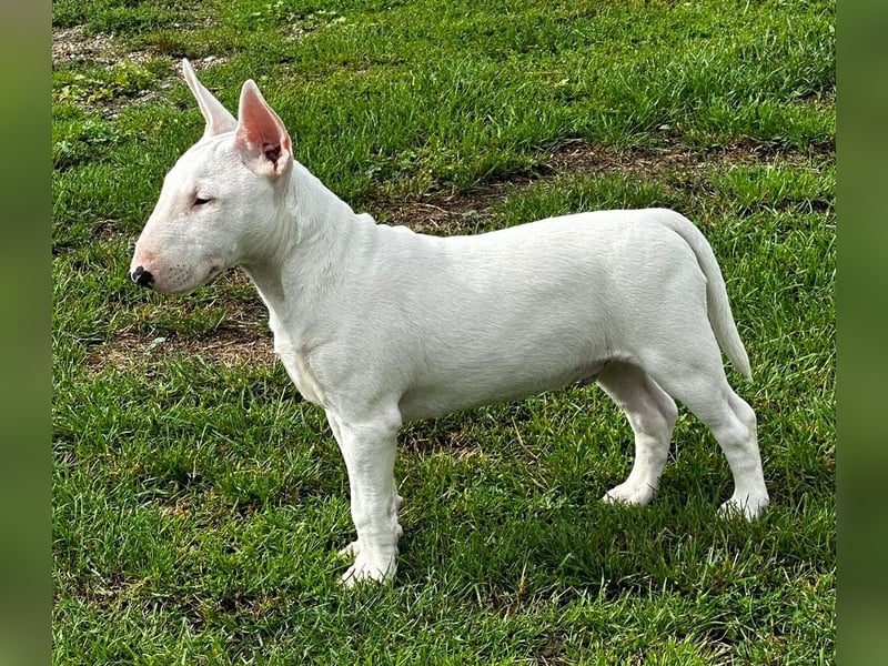 Miniatur Bullterrier FCI Gemma Gemmarum