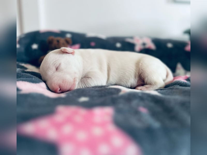 Miniatur Bullterrier FCI Gemma Gemmarum