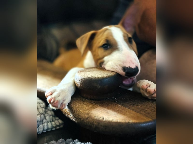 Miniatur Bullterrier FCI Gemma Gemmarum