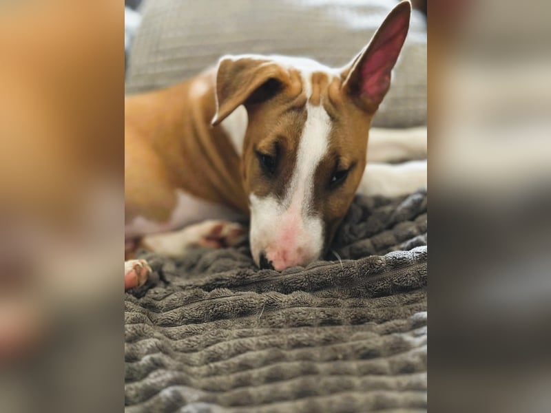 Miniatur Bullterrier FCI Gemma Gemmarum