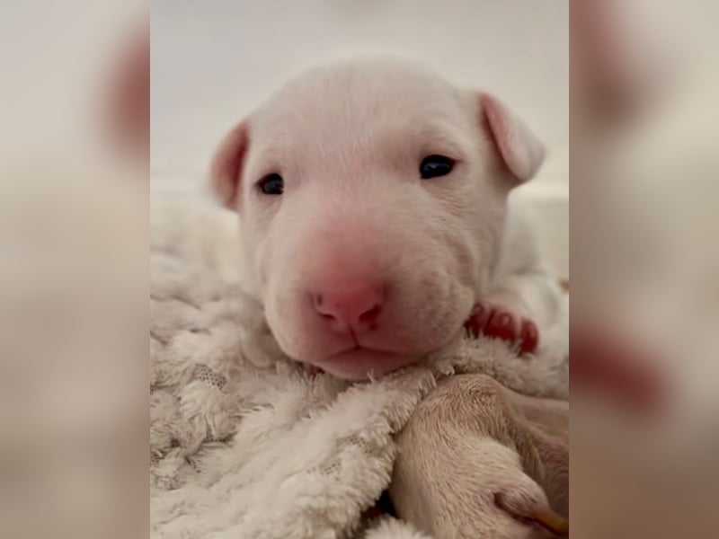 Miniatur Bullterrier FCI Gemma Gemmarum
