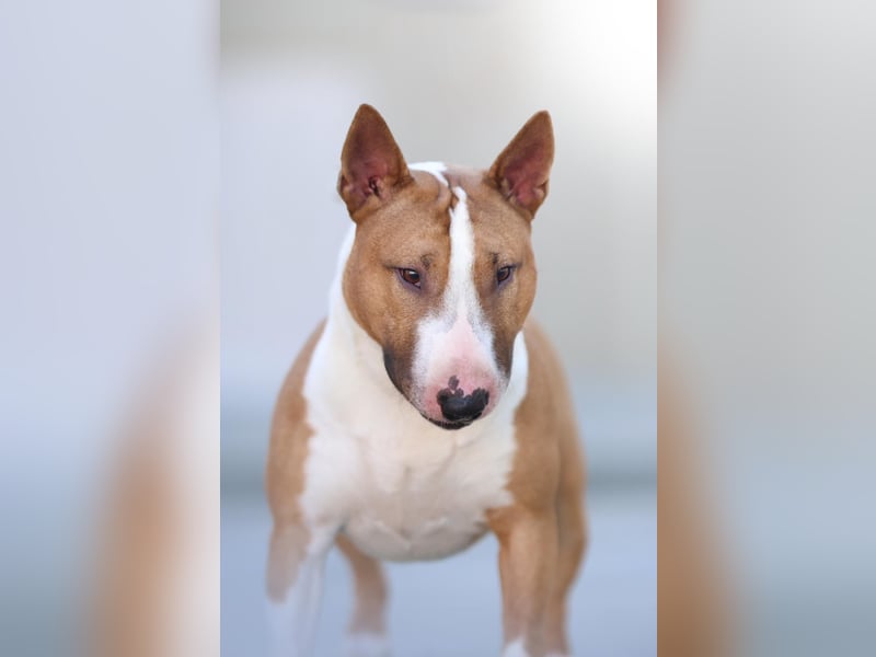 Miniatur Bullterrier Deckrüde Gemma Gemmarum FCI