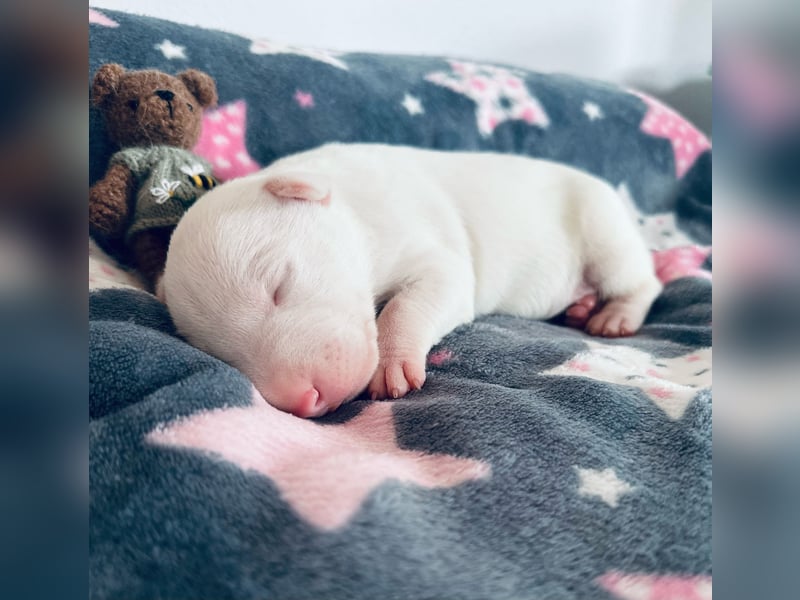 Miniatur Bullterrier FCI Gemma Gemmarum