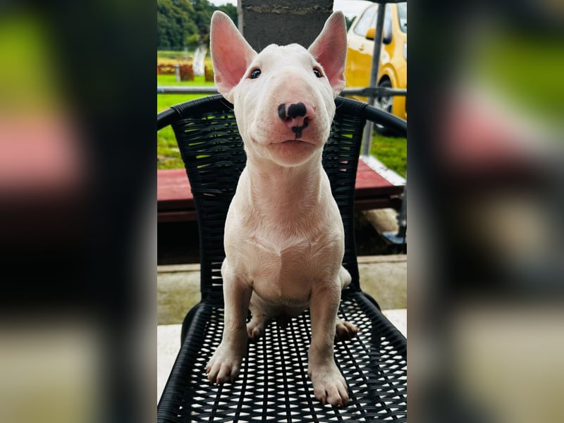 Miniatur Bullterrier FCI Gemma Gemmarum