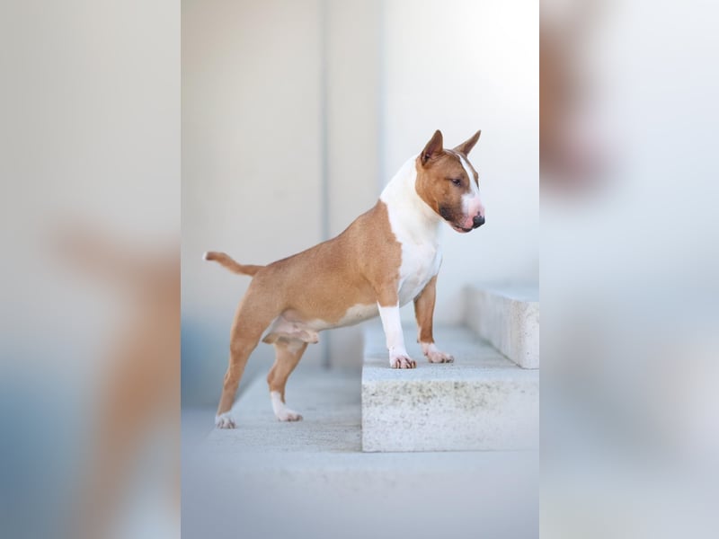 Miniatur Bullterrier Deckrüde Gemma Gemmarum FCI