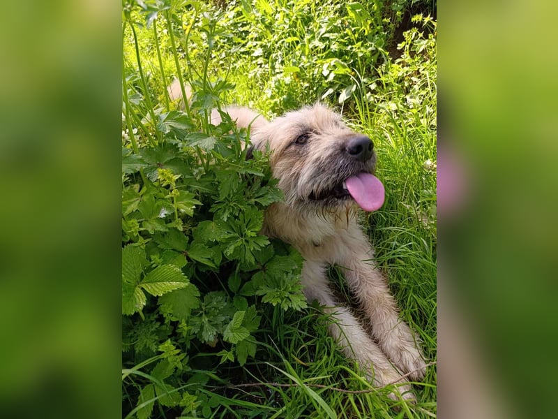 Chupo - vermutlich Bernerdoodle