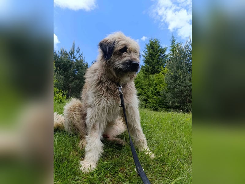 Chupo - vermutlich Bernerdoodle