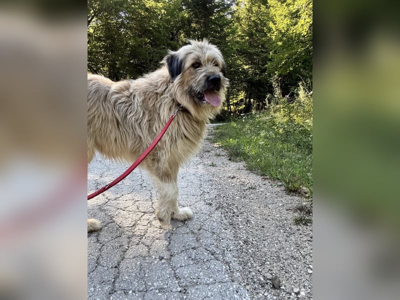 Chupo - vermutlich Bernerdoodle