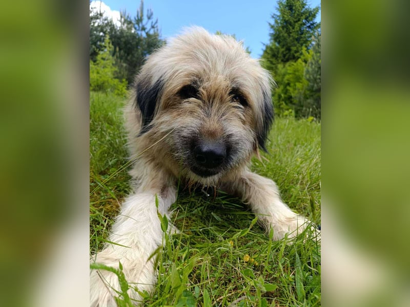 Chupo - vermutlich Bernerdoodle