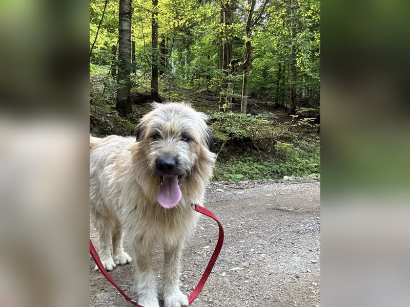 Chupo - vermutlich Bernerdoodle