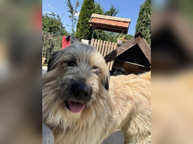 Chupo - vermutlich Bernerdoodle