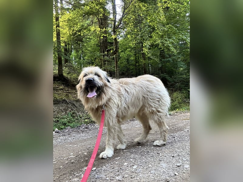 Chupo - vermutlich Bernerdoodle