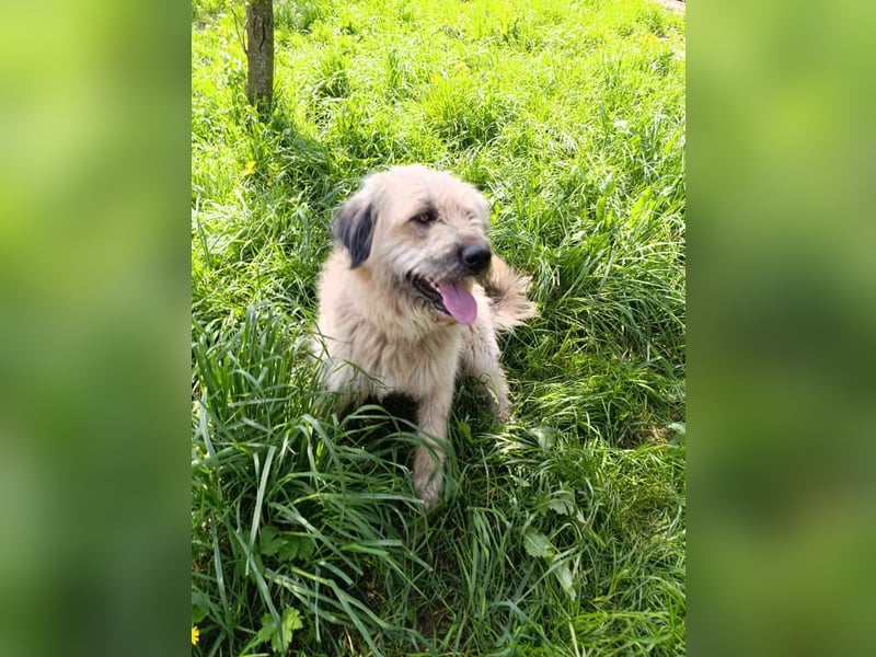 Chupo - vermutlich Bernerdoodle