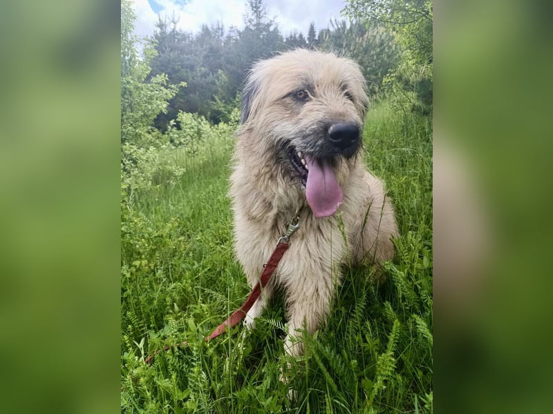 Chupo - vermutlich Bernerdoodle