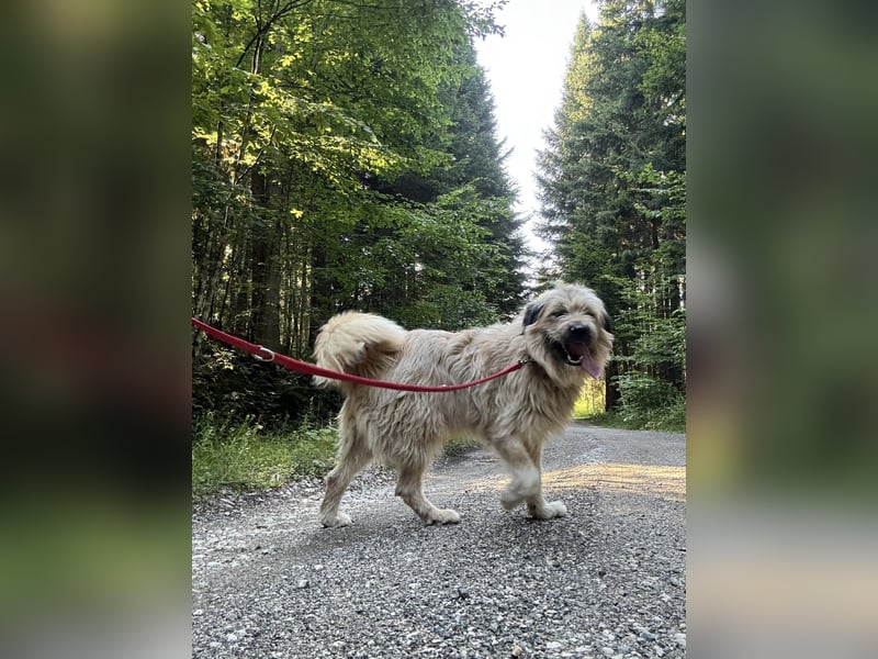 Chupo - vermutlich Bernerdoodle