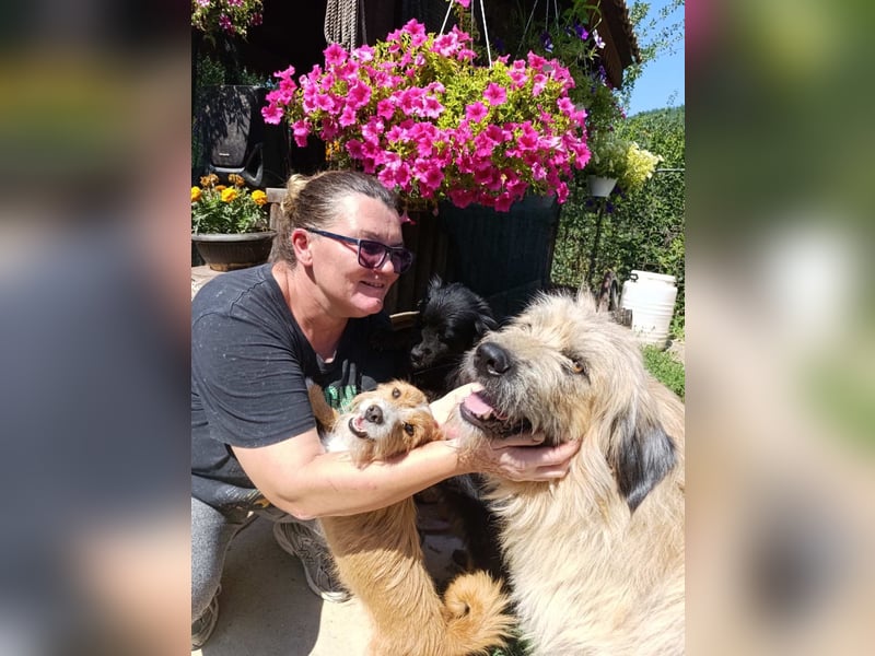 Chupo - vermutlich Bernerdoodle