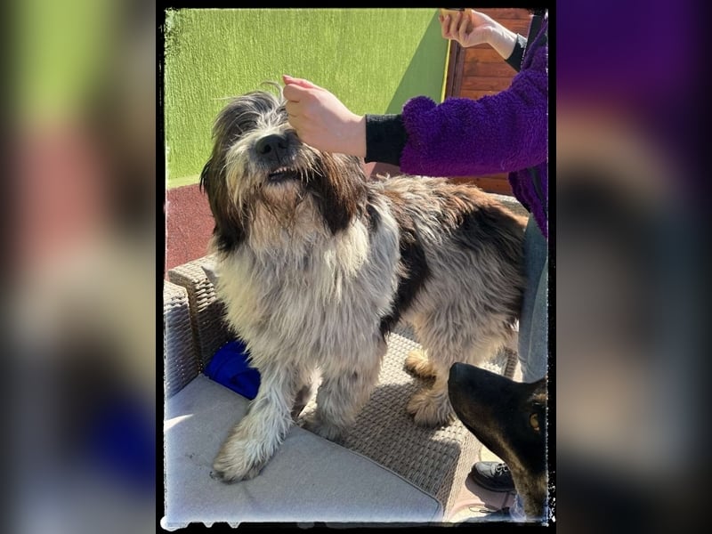 Nini - freundlich, fröhlich und agil - sucht ihre Menschen