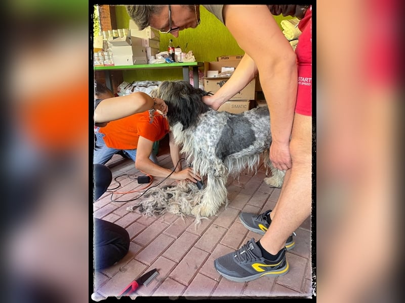 Nini - freundlich, fröhlich und agil - sucht ihre Menschen