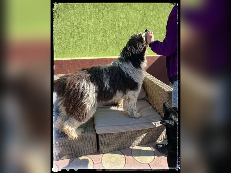 Nini - freundlich, fröhlich und agil - sucht ihre Menschen