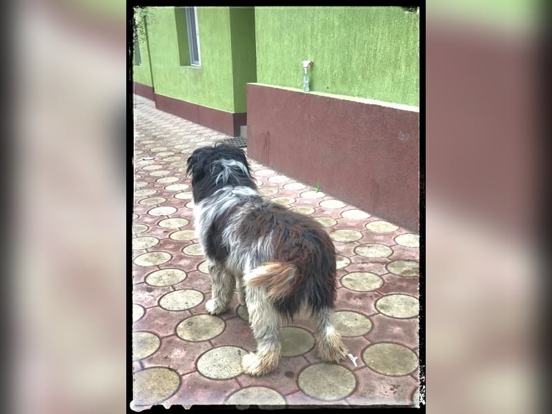 Nini - freundlich, fröhlich und agil - sucht ihre Menschen