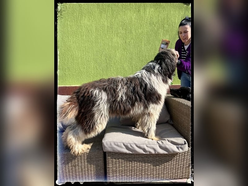 Nini - freundlich, fröhlich und agil - sucht ihre Menschen