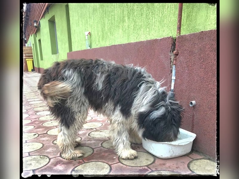 Nini - freundlich, fröhlich und agil - sucht ihre Menschen