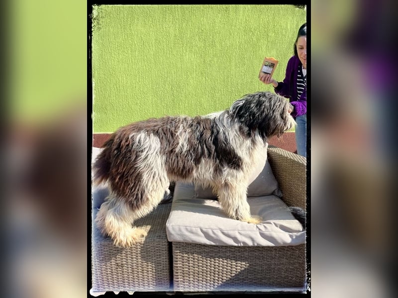 Nini - freundlich, fröhlich und agil - sucht ihre Menschen