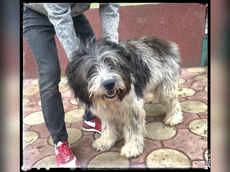 Nini - freundlich, fröhlich und agil - sucht ihre Menschen