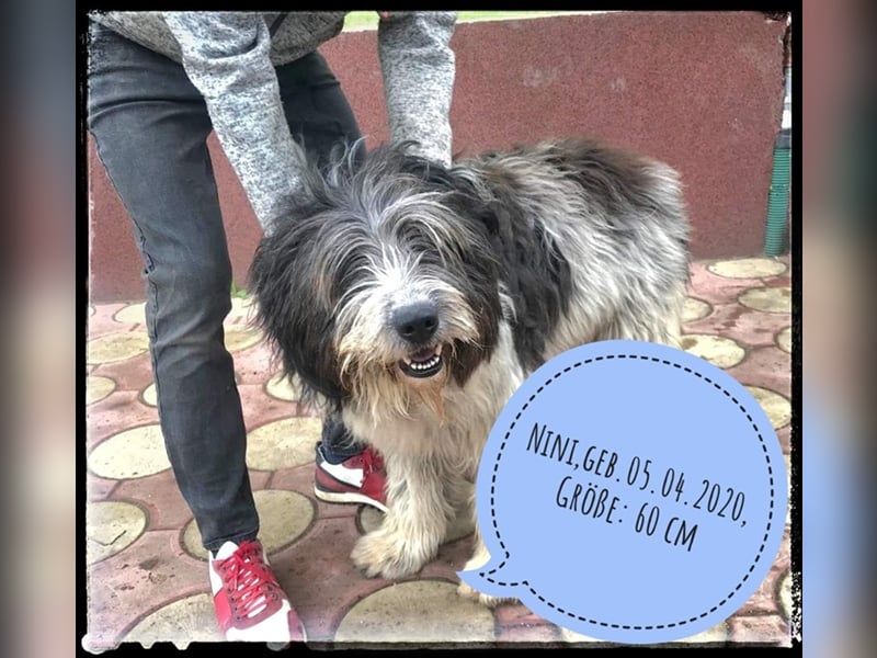 Nini - freundlich, fröhlich und agil - sucht ihre Menschen