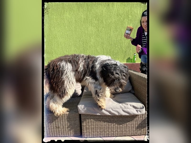 Nini - freundlich, fröhlich und agil - sucht ihre Menschen