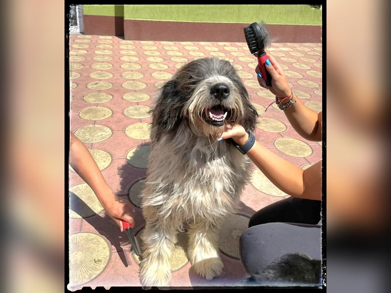 Nini - freundlich, fröhlich und agil - sucht ihre Menschen