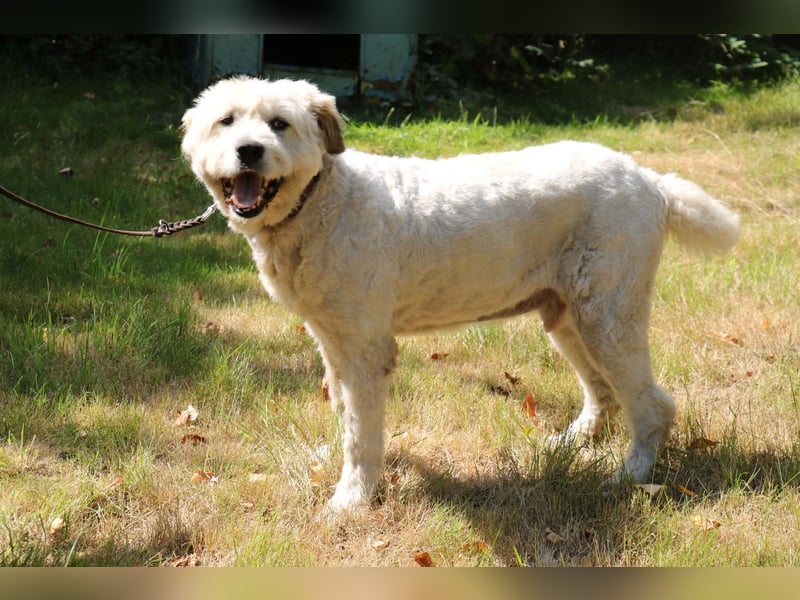 Charlie ist ein absolut liebenswerter rumänischer Schäferhund