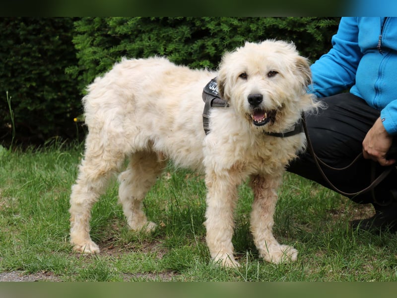 Charlie ist ein absolut liebenswerter rumänischer Schäferhund