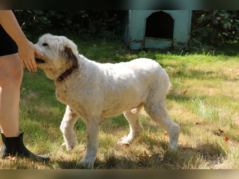 Charlie ist ein absolut liebenswerter rumänischer Schäferhund