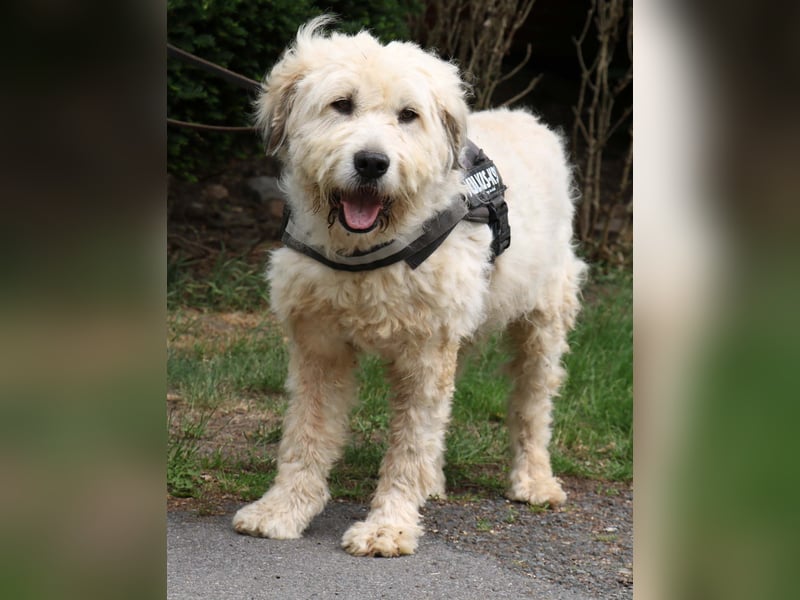 Charlie ist ein absolut liebenswerter rumänischer Schäferhund