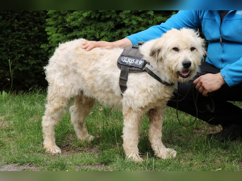 Charlie ist ein absolut liebenswerter rumänischer Schäferhund