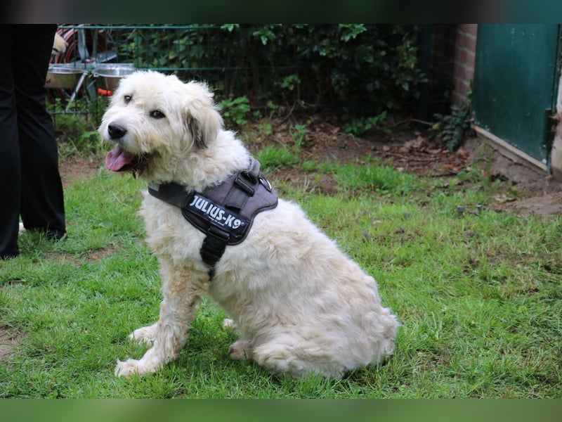 Charlie ist ein absolut liebenswerter rumänischer Schäferhund