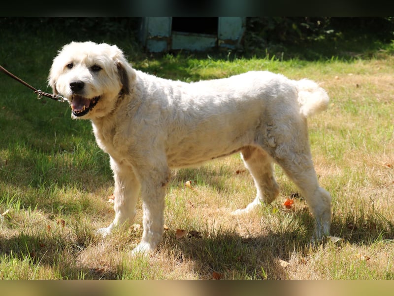 Charlie ist ein absolut liebenswerter rumänischer Schäferhund